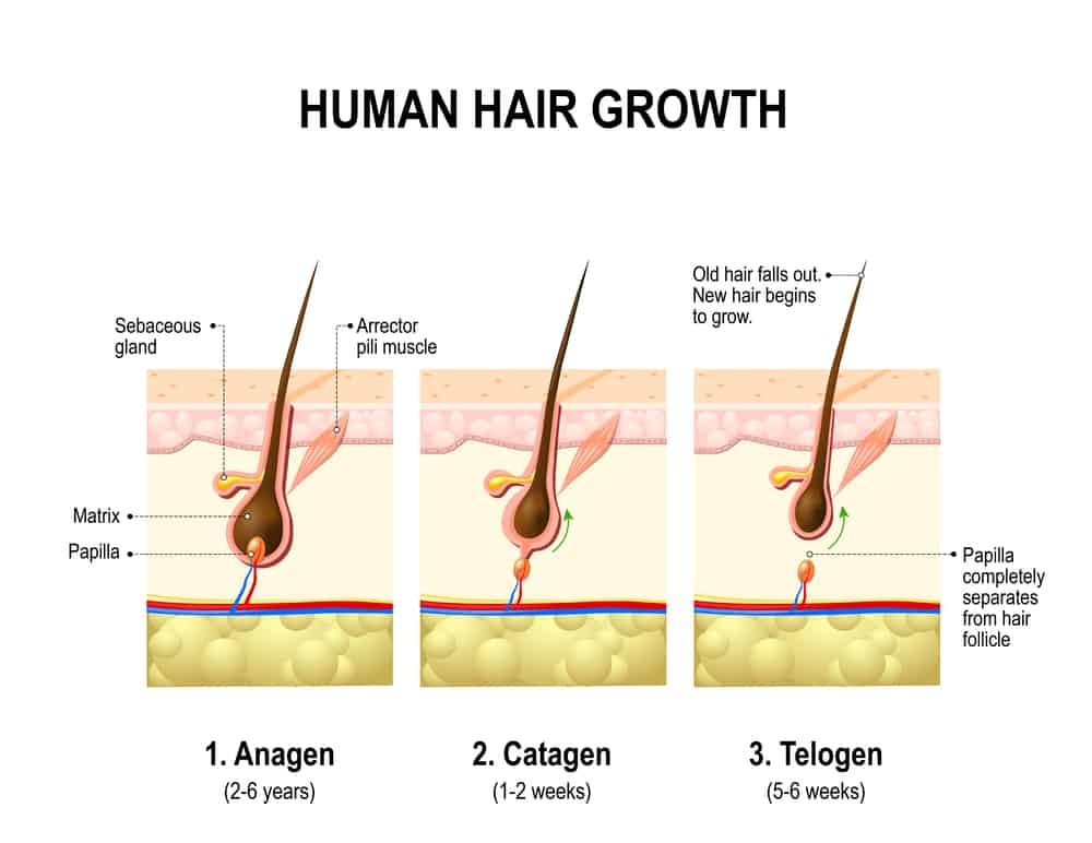 hair growth: anagen, catagen, telogen