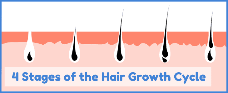 hair growth cycle featured image